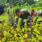 Hasil Kebun Pos Towe, Satgas Yonif 310/KK Ajak Warga Panen Kacang Hijau WhatsApp Image 2024 06 07 at 09.13.07 1