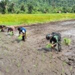 Dukung Ketersediaan Pangan di Perbatasan, Satgas Yonif 310/KK Bantu Petani Garap dan Tanami Lahan WhatsApp Image 2024 07 02 at 12.25.21