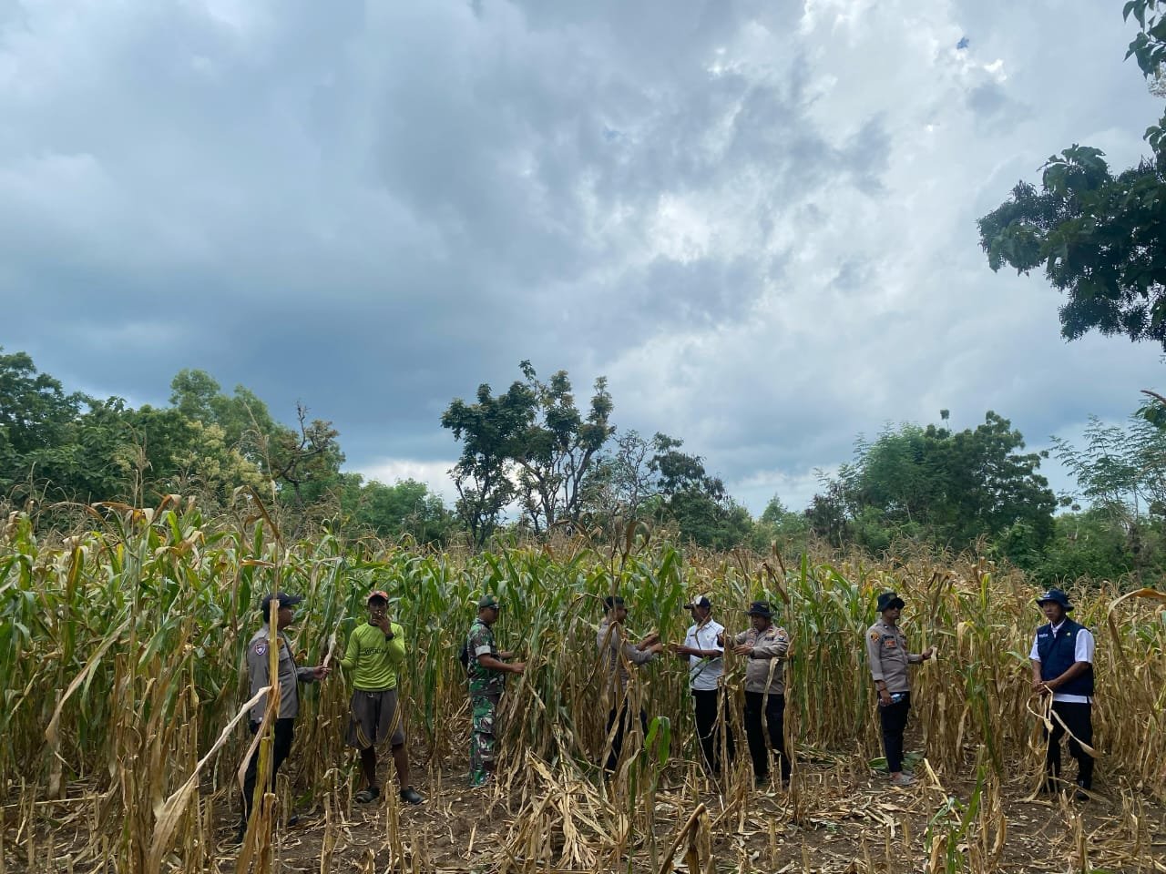 Polsek Sapudi dan Koramil Monitoring Tanaman Jagung di Desa Prambanan, Dukung Ketahanan Pangan Nasional 1 61a246d2 7671 4419 9acd 90be6df1f441