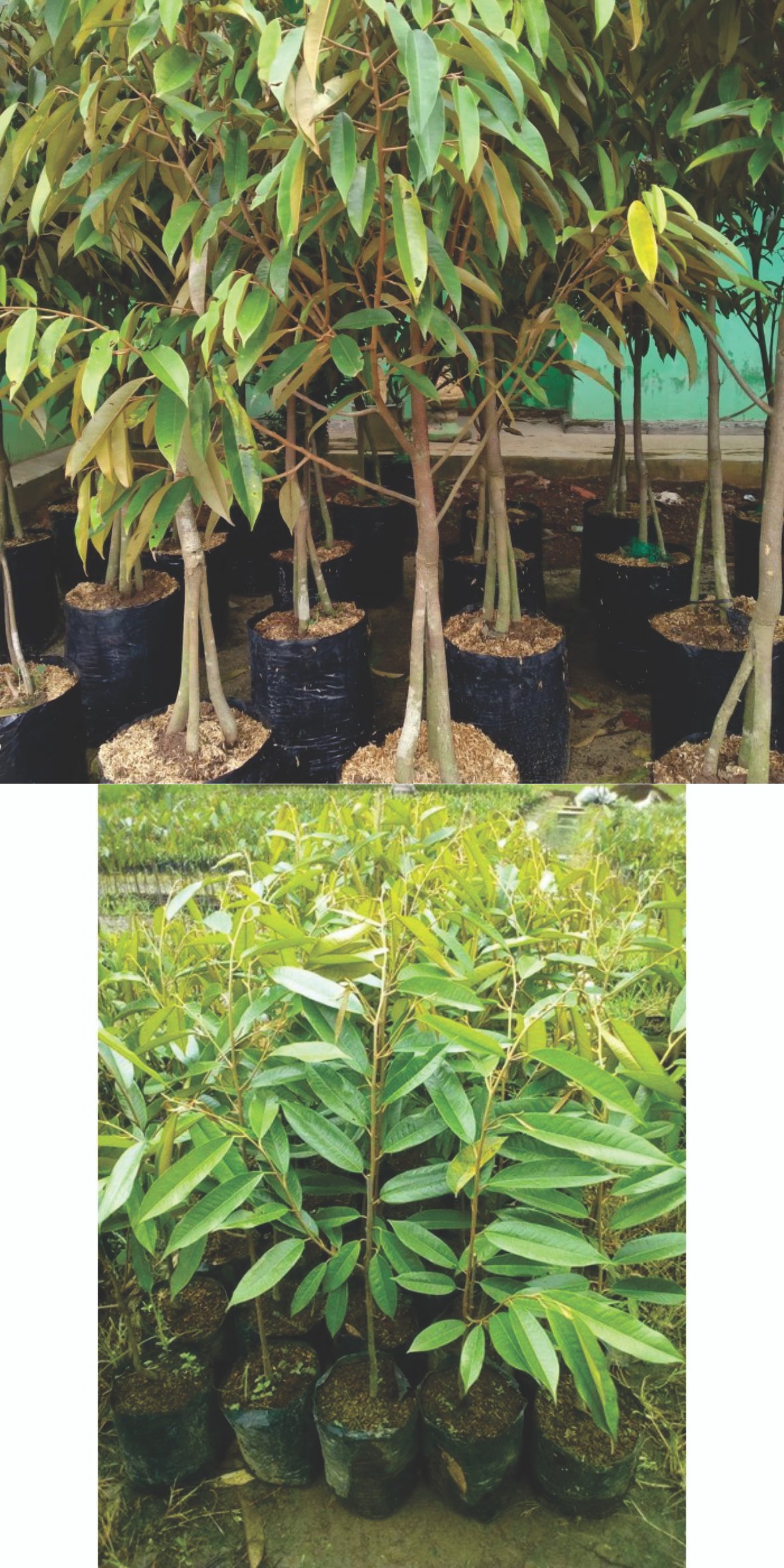 Skandal Bibit Durian Fiktif! Tahun 2023, Ratusan Juta Diduga Raib di Kertamukti Sukabumi 1 Untitled 12