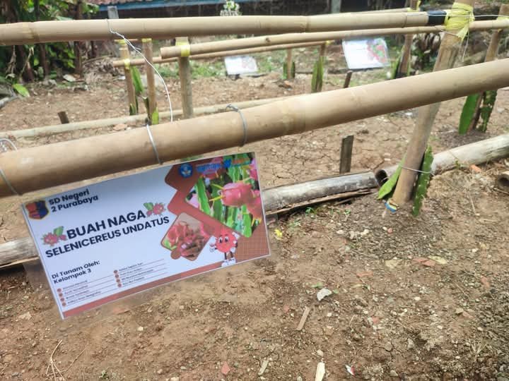 Menanam Harapan, Memelihara Kehidupan Proyek Edukatif Siswa SDN 2 Purabaya Lewat Buah Naga dan Lele 2 WhatsApp Image 2025 06 02 at 10.35.53 d1d40309
