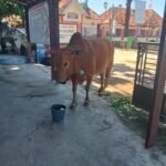 PT. Pelindo Kalianget Memberikan satu Ekor Sapi Qurban Pada Yayasan Peduli Kasih TKBM Kalianget untuk di Bagikan Pada Masyarakat Lingkungan Pelabuhan. WhatsApp Image 2025 06 06 at 19.23.04 00b65c4f