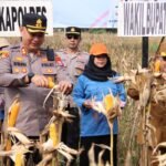 Polres Sumenep Gelar Panen Raya Jagung Serentak Dukung Ketahanan Pangan Nasional WhatsApp Image 2025 06 07 at 17.56.11 211348b9