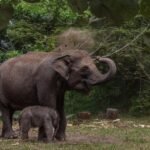 Dua Cukong Perambah Taman Nasional Tesso Nilo Ditangkap, Pegiat Lingkungan Apresiasi Polda Riau kelahiran bayi gajah sumatera di riau 1 169