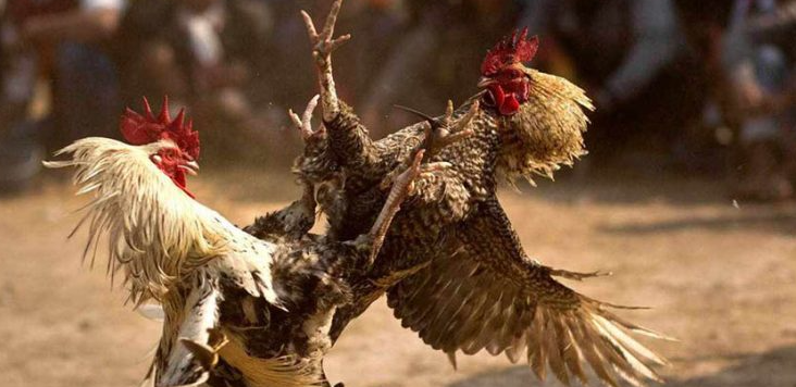 Polsek Kangean Diduga Tutup Mata Terhadap Maraknya Sabung Ayam, Warga Geram 4 Screenshot 2025 12 02 182201