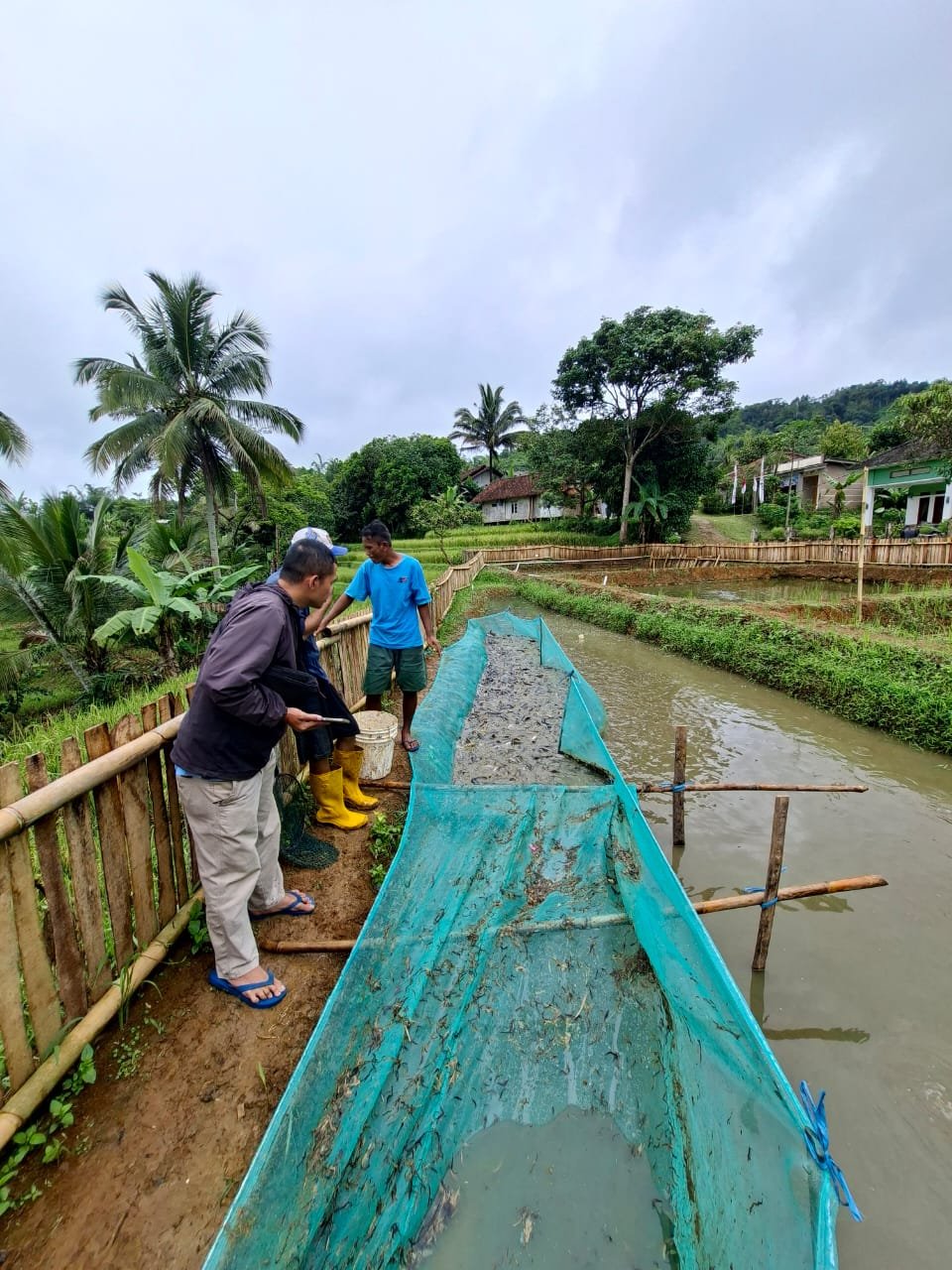 BUMDes Karya Mandiri Citamiang Panen Perdana Lele, Bukti Nyata Ketahanan Pangan Desa 1 WhatsApp Image 2025 12 25 at 08.46.47 1