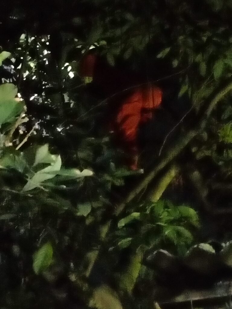 Di Hari Kedua Lebaran, Ular Sanca 2,5 Meter Buat Heboh Warga RT 06 RW 19 Abadijaya, Sukmajaya, Depok 2 WhatsApp Image 2026 03 23 at 12.52.04