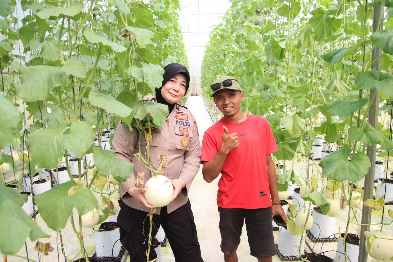 Dukung Ketahanan Pangan, Kabag SDM Polres Sumenep Tinjau Panen Melon Berbasis Smart Farming di Desa Kasengan 3 WhatsApp Image 2026 05 29 at 11.50.46
