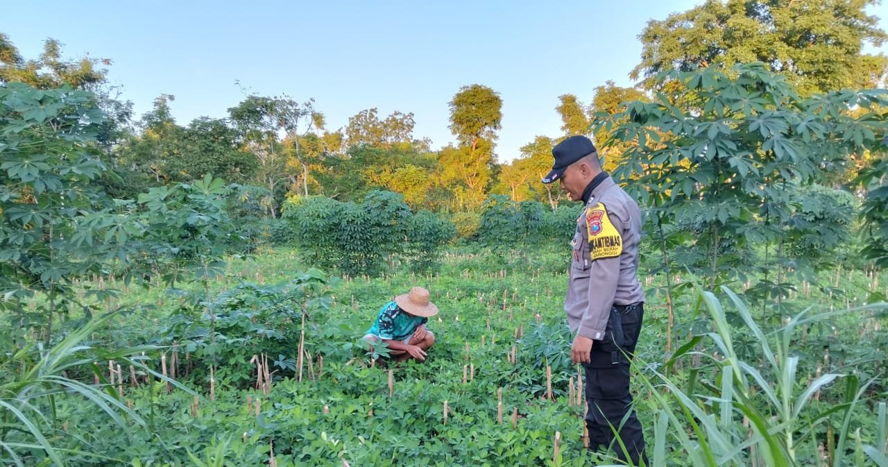 Polsek Saronggi Dukung Ketahanan Pangan Nasional, Bhabinkamtibmas Desa Tanah Merah Pantau Lahan Pertanian Warga 4 WhatsApp Image 2026 06 11 at 10.35.59 1