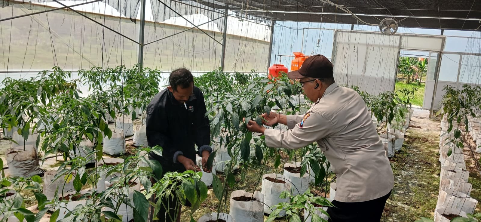 Polsek Batuputih Perkuat Ketahanan Pangan Nasional, Dampingi Petani Cabai Kelola Pertanian Modern di Greenhouse 3 WhatsApp Image 2026 06 11 at 12.51.03 1