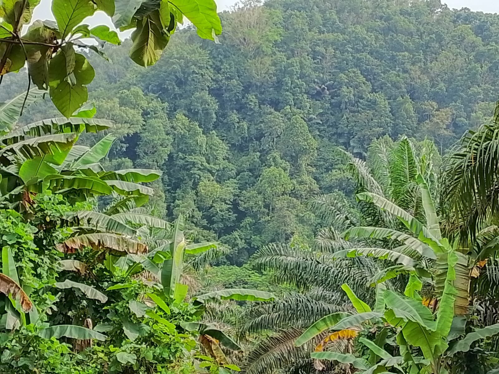 KORSA Dukung Tegas Langkah DPRD Sukabumi Tertibkan Perizinan Perkebunan Sawit, negara dan rakyat di rugikan pemegang HGU 5 WhatsApp Image 2026 06 13 at 4.54.57 PM
