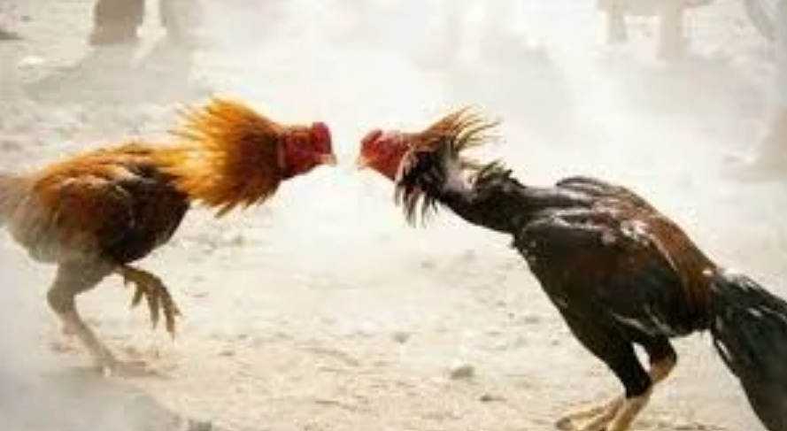Diduga Praktik Judi Sabung Ayam Masih Berlangsung di Dusun Wotan, Sragen 1 Screenshot 2026 07 02 160839