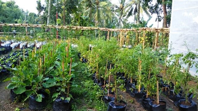 Menjalin Harmoni di Tanah Sukaresmi: Kala Mina Padi, P2L, dan Gotong Royong Menggerakkan Ekonomi Desa 2 WhatsApp Image 2026 08 03 at 19.06.031